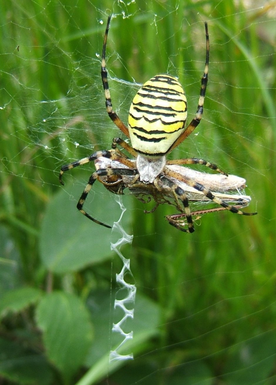Аргиопа Брюнниха (Argiope bruennichi)