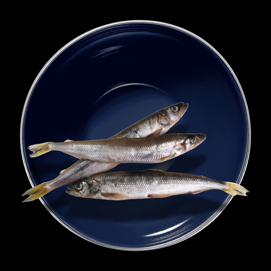 Корюшка серебристая
