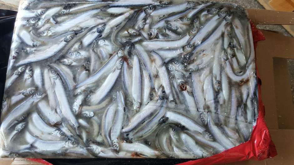 Мойва это морская рыба