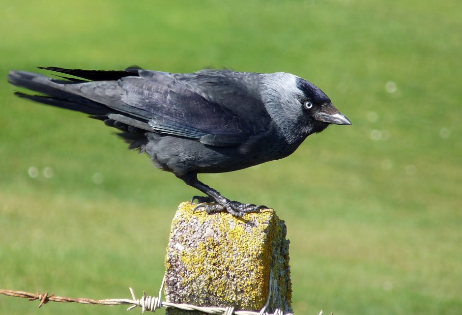Галка (Coloeus monedula, Corvus monedula)