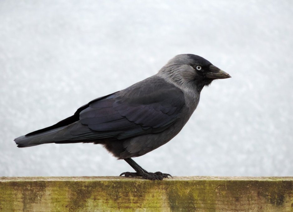 Га́лка (лат. Coloeus monedula, syn. Corvus monedula)