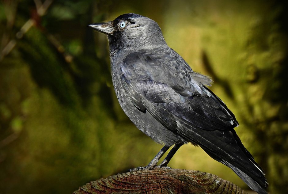 Птицы Corvidae