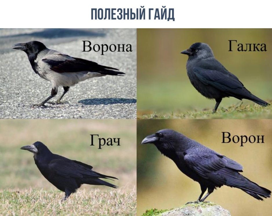Галка птица описание