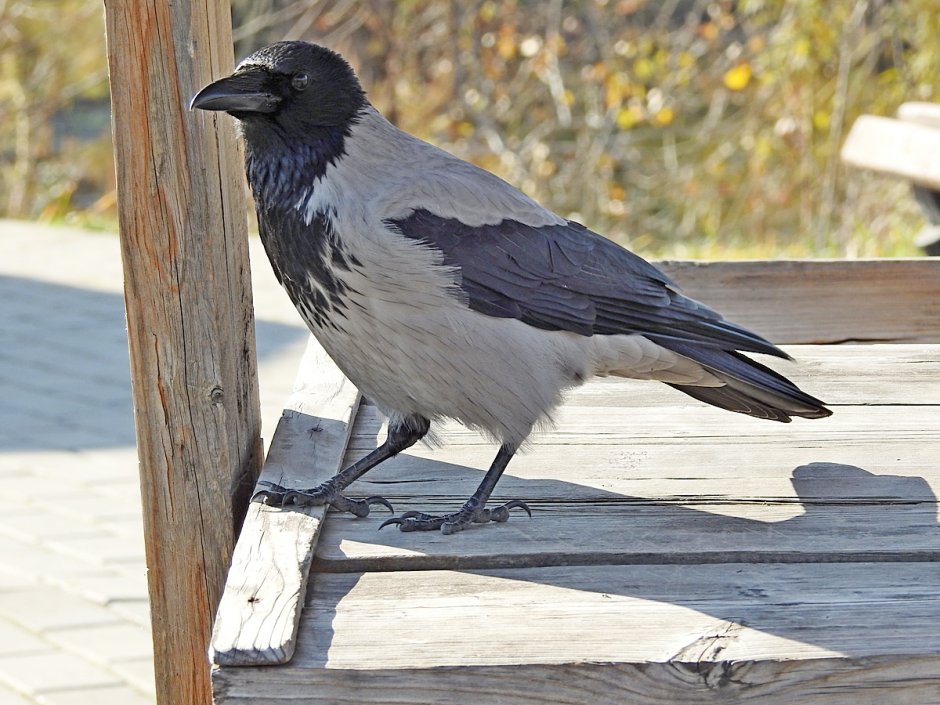 Галка (Corvus monedula)