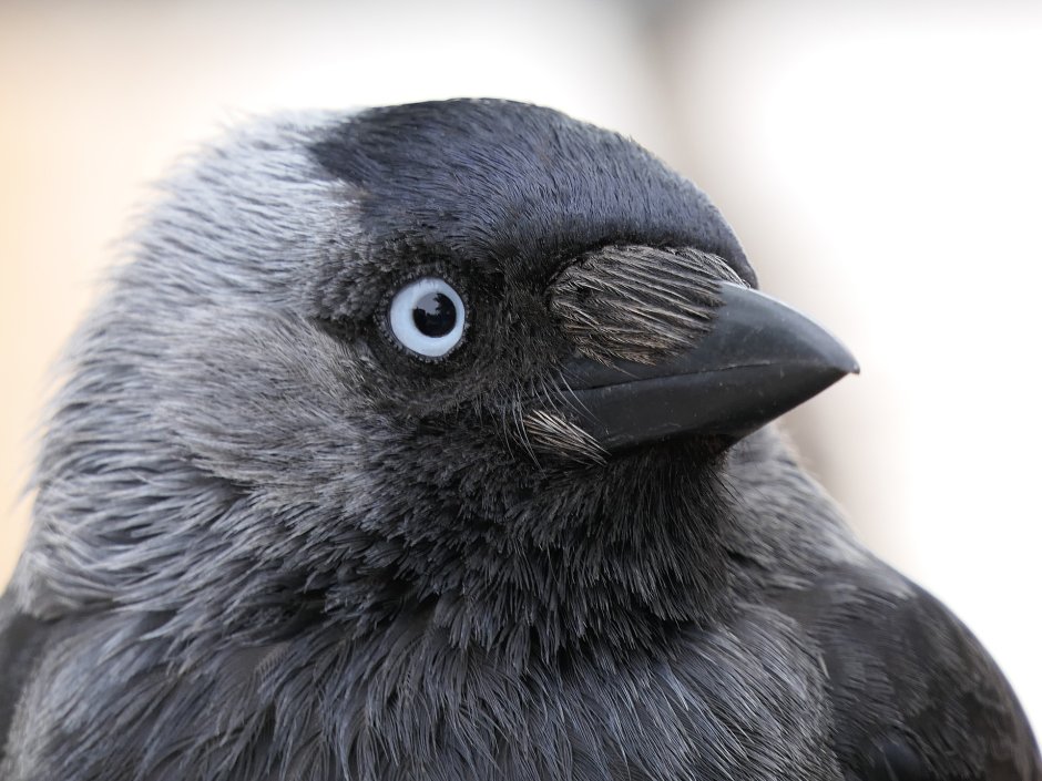 Галка обыкновенная ‒ Corvus monedula