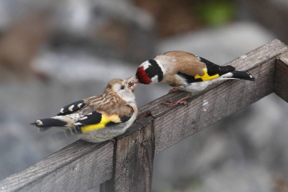 Щегол (Carduelis Carduelis)