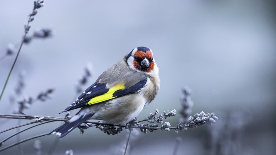 Щегол черноголовый Carduelis Carduelis