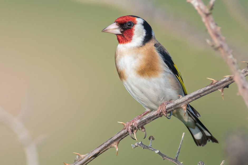 Щегол черноголовый Carduelis Carduelis