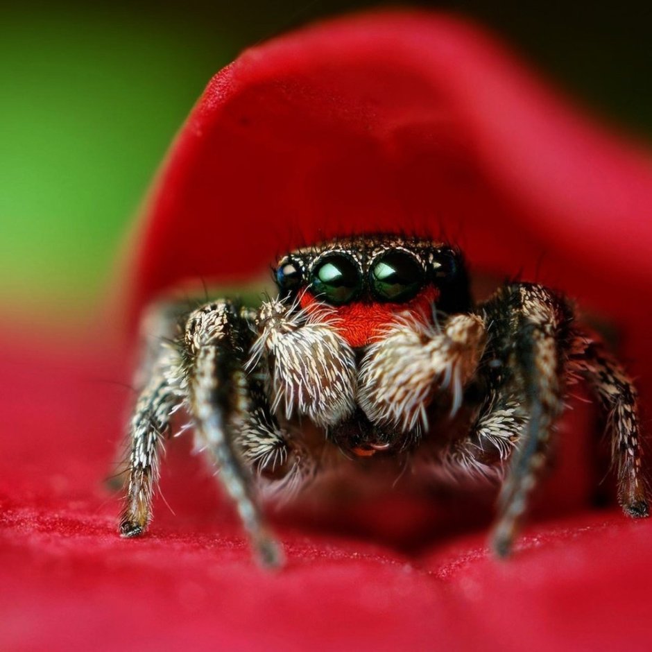 Астраханский паук Каракурт