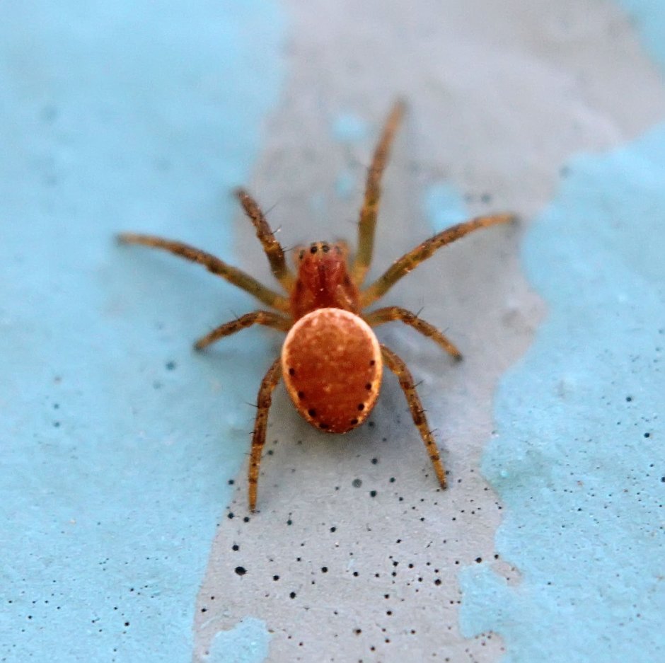 Гималайский паук-скакун