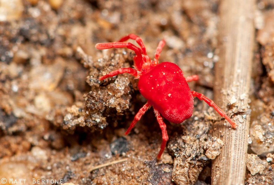 Клеверный клещ