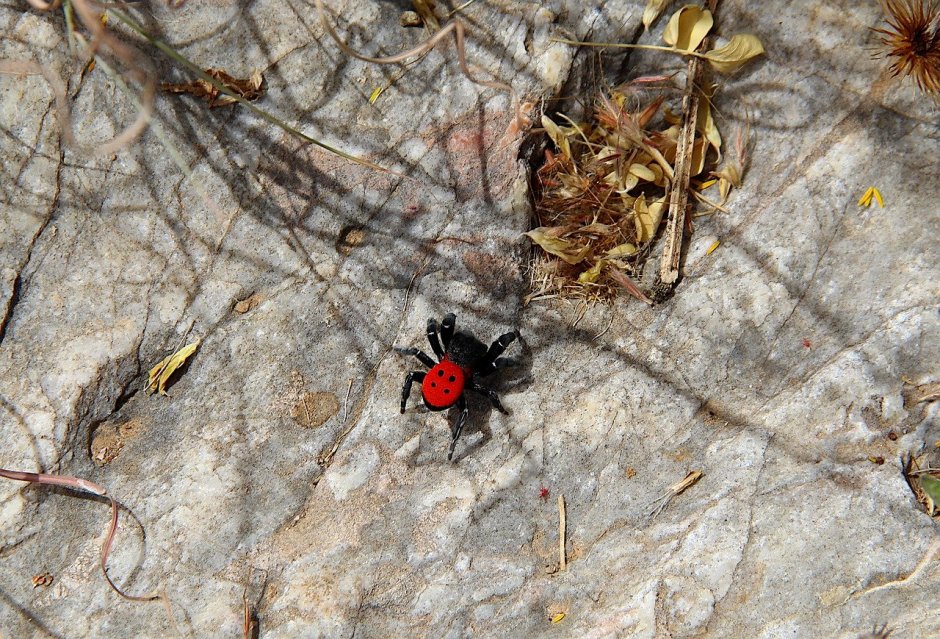 Земляные жуки красные