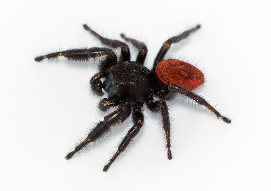 Красный паук Земляной