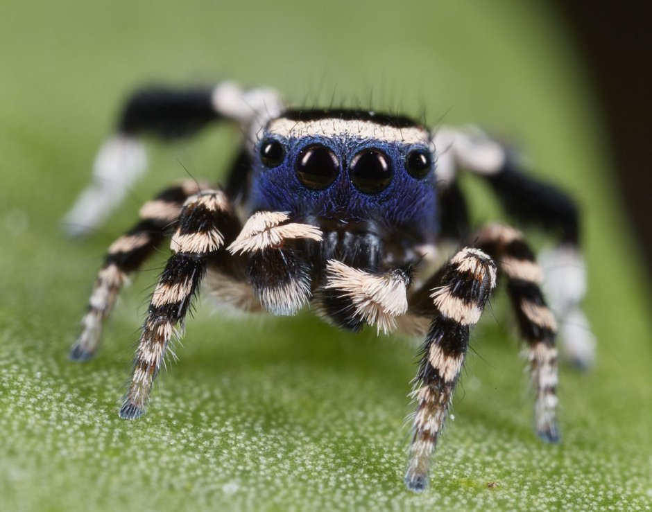 Паук с оранжевыми лапками