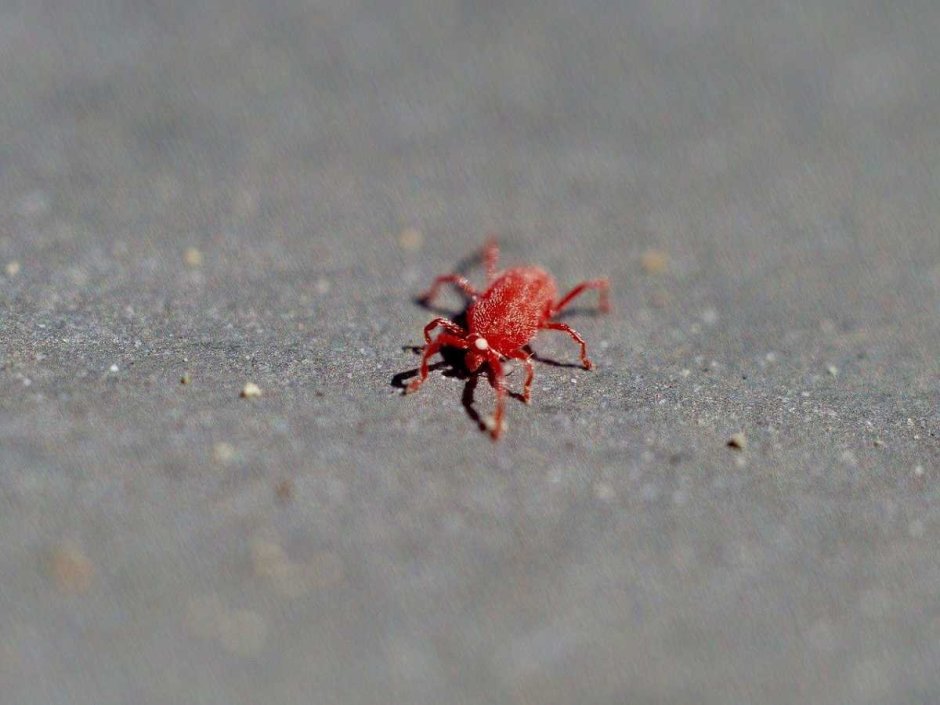 Красный паук клещ