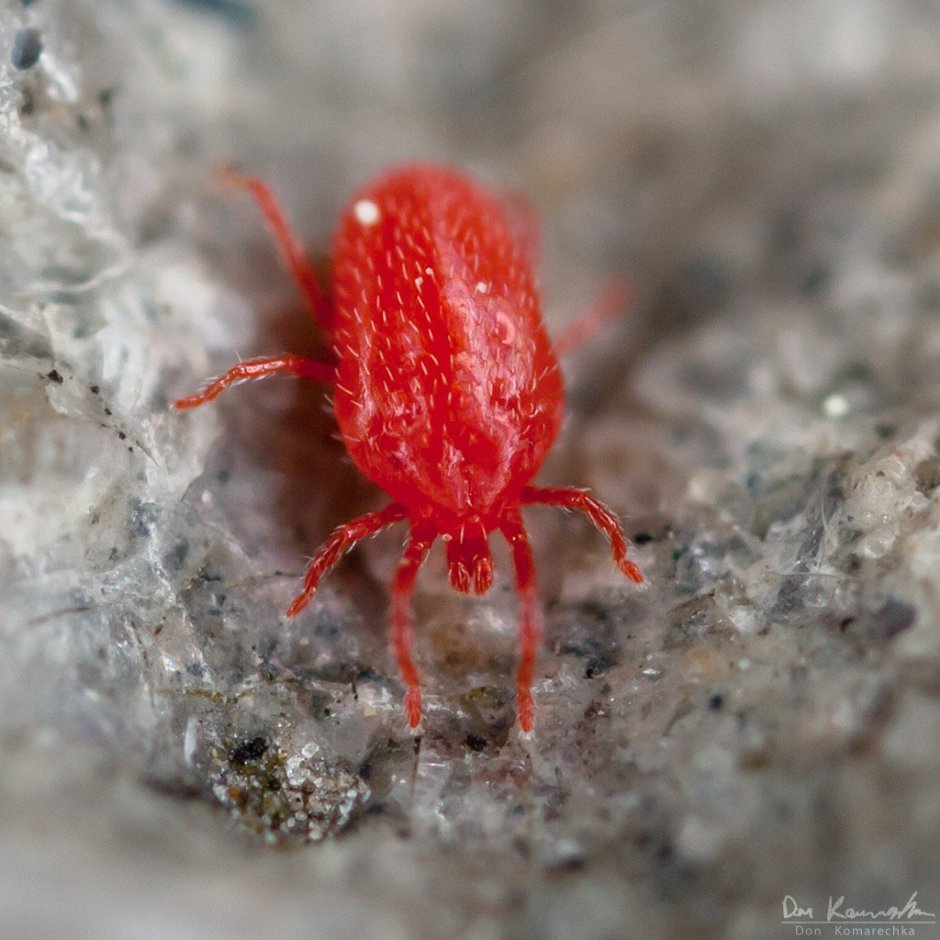 Паук краснотелка