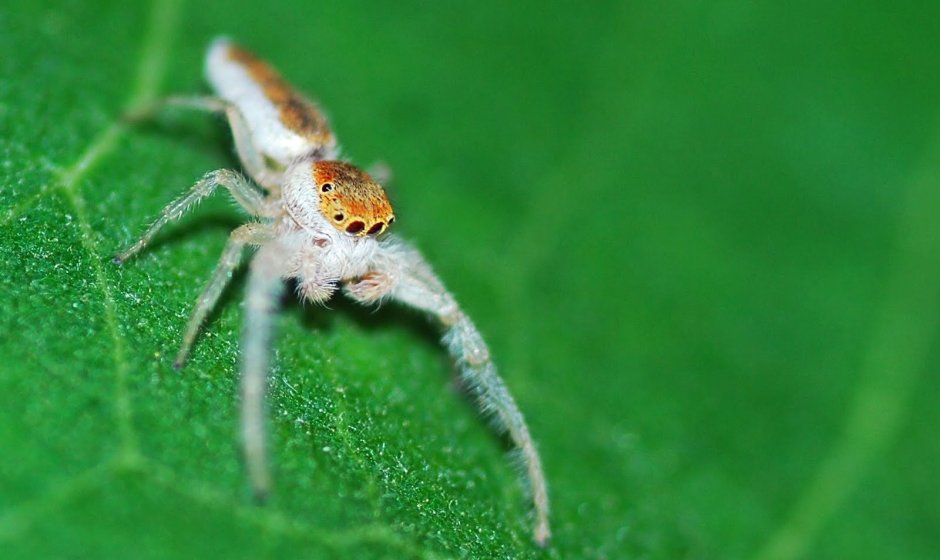 Маленькие красненькие паучки