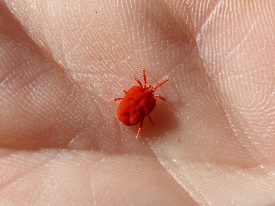 Паук скакунчик красный