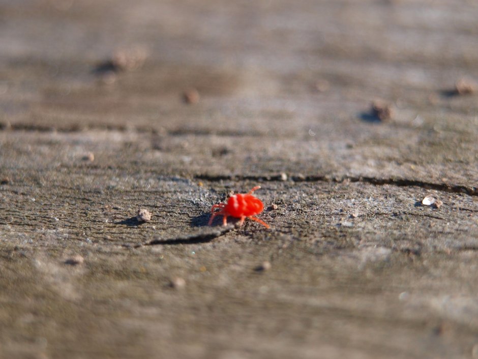 Маленький красный Жук