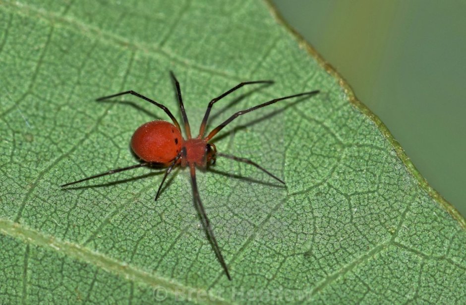 Маленькие красные паучки в земле