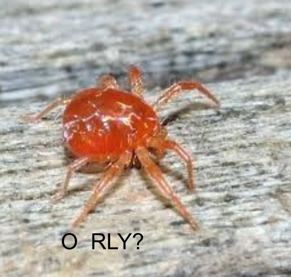 Черно красные пауки с длинными ногами