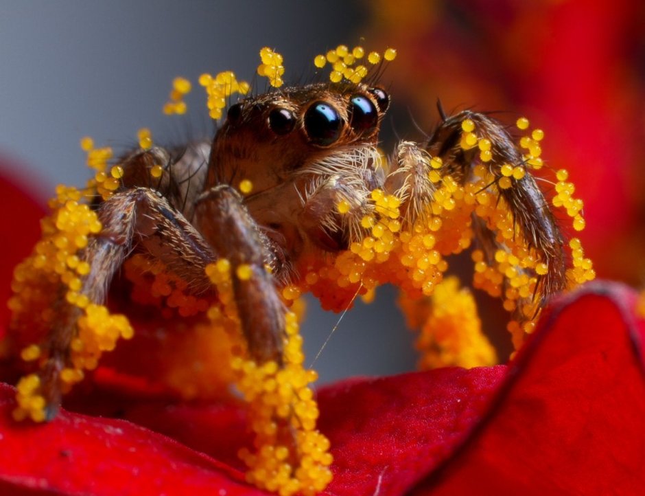 Красный паук Земляной