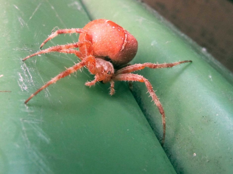 Паук скакунчик белый