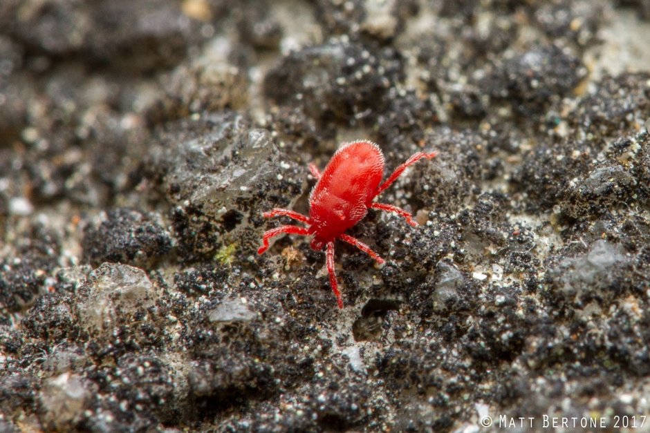 Паук птицеед красный