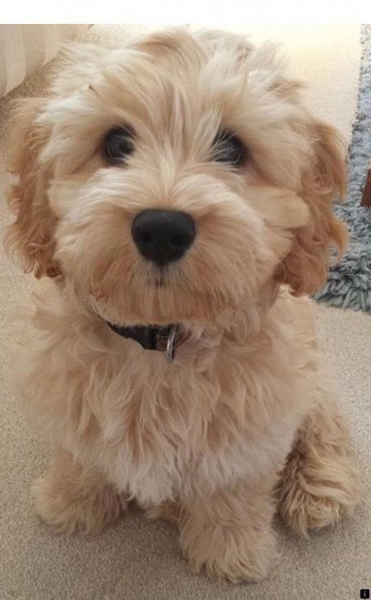 Мальтипу и пудель смесь