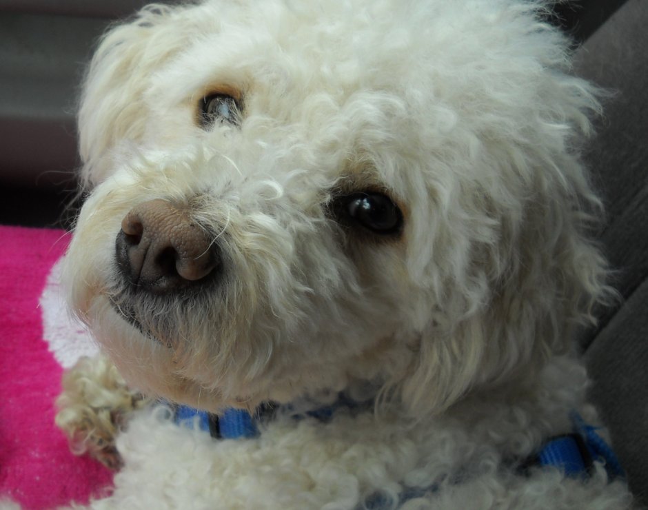 Мальтийская болонка и пудель