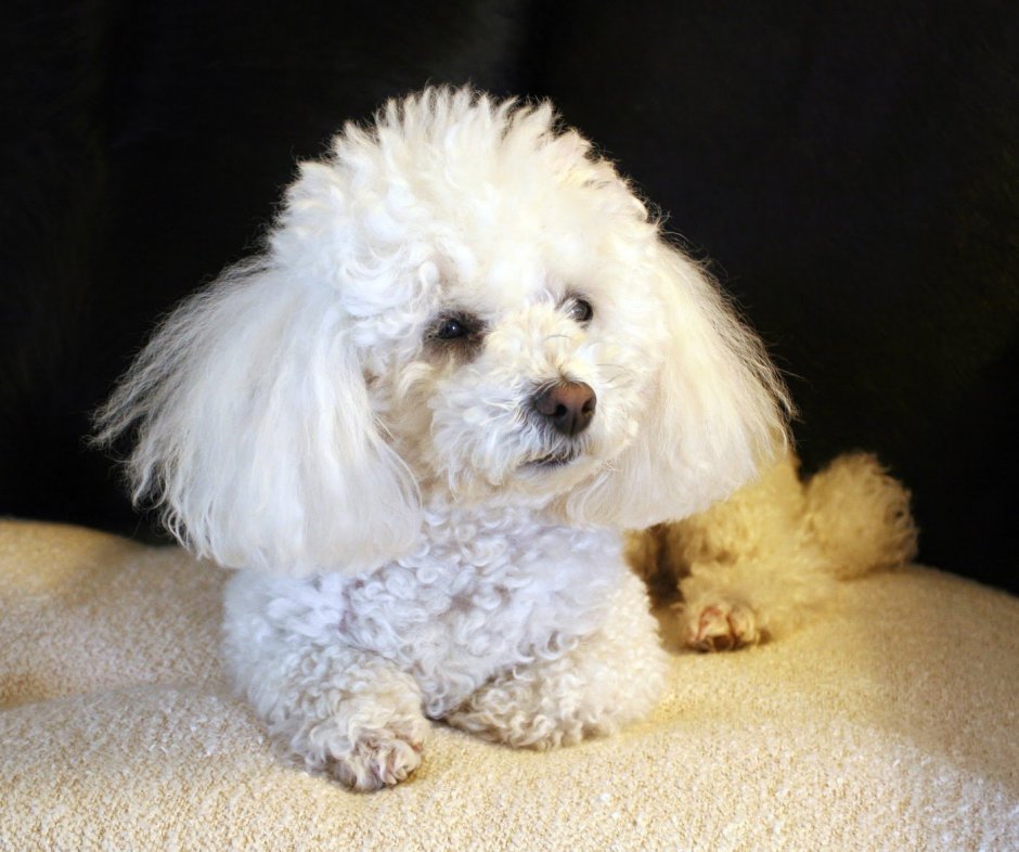 Мальтийская болонка мальтипу