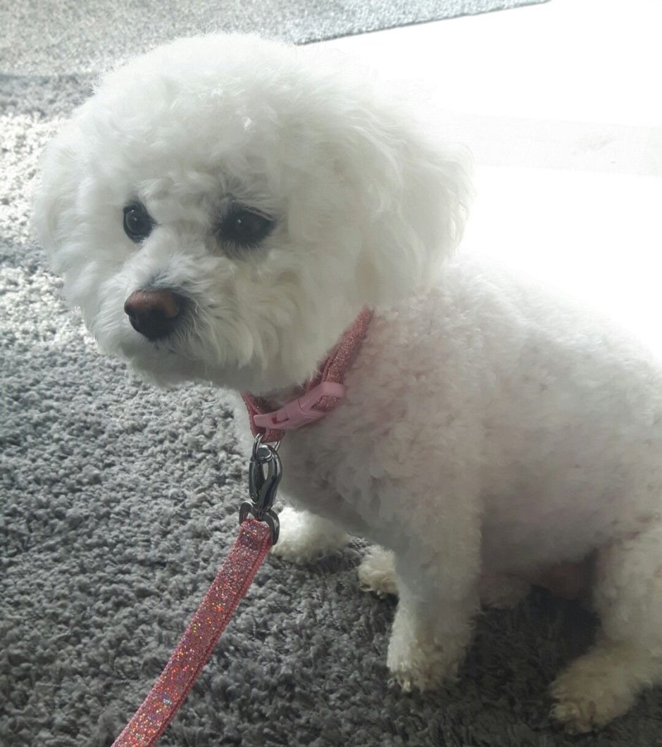 Бишон фризе Дейзи