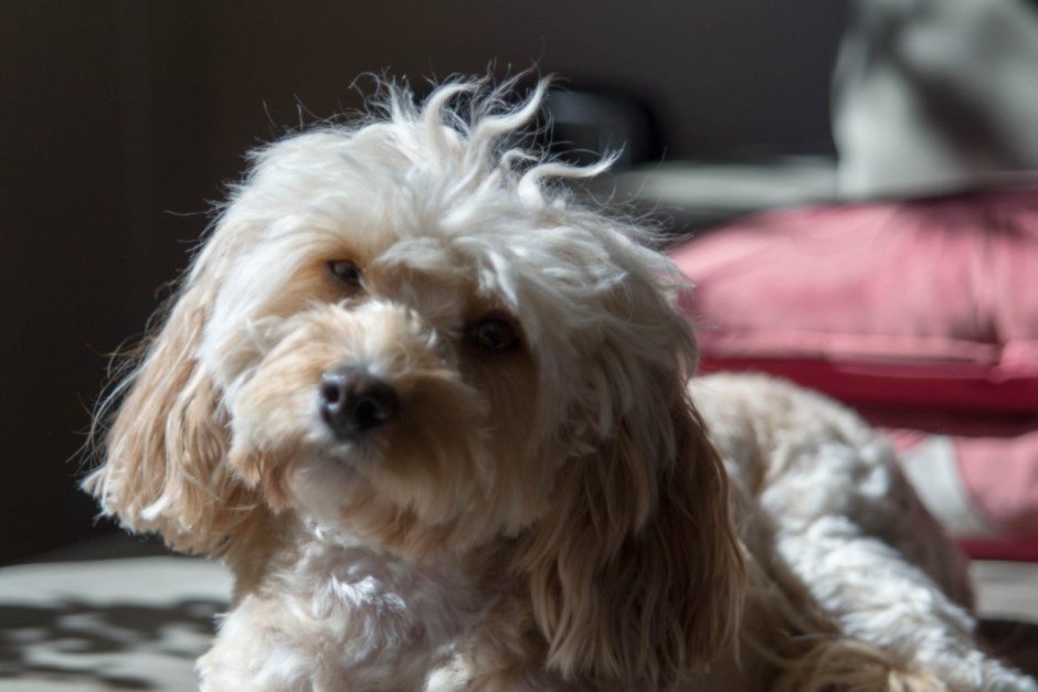 Смесь пуделя и мальтийской Болонки