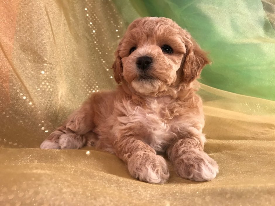 Мальтипу спаниель