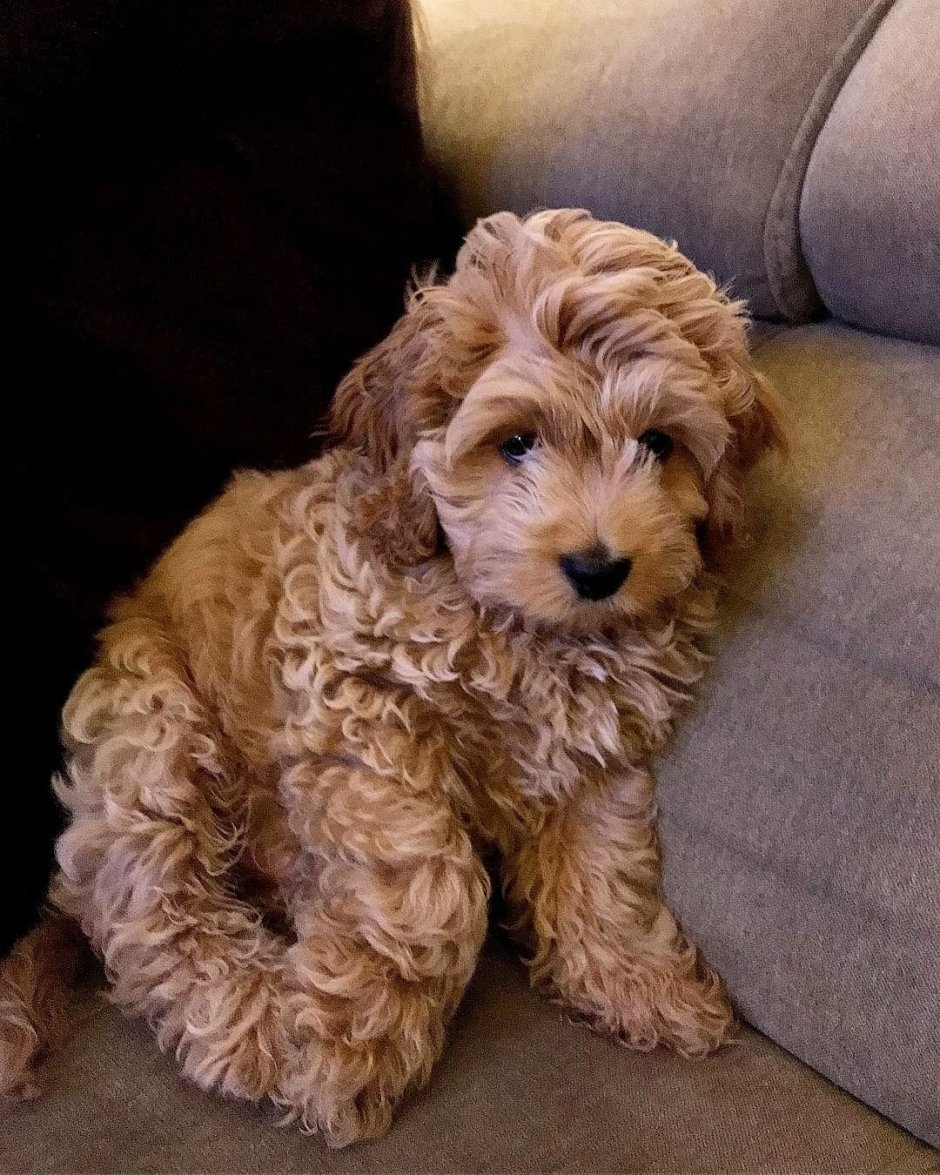 Бишон фризе мальтипу