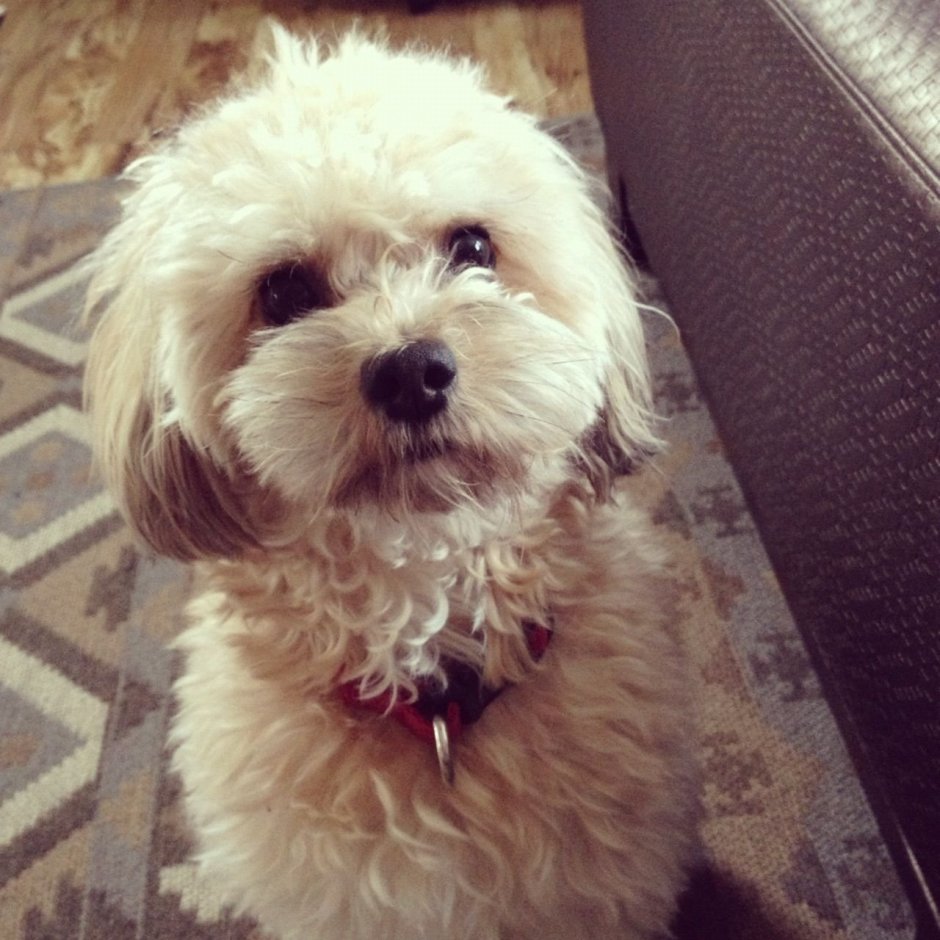 Болонка мальтипу