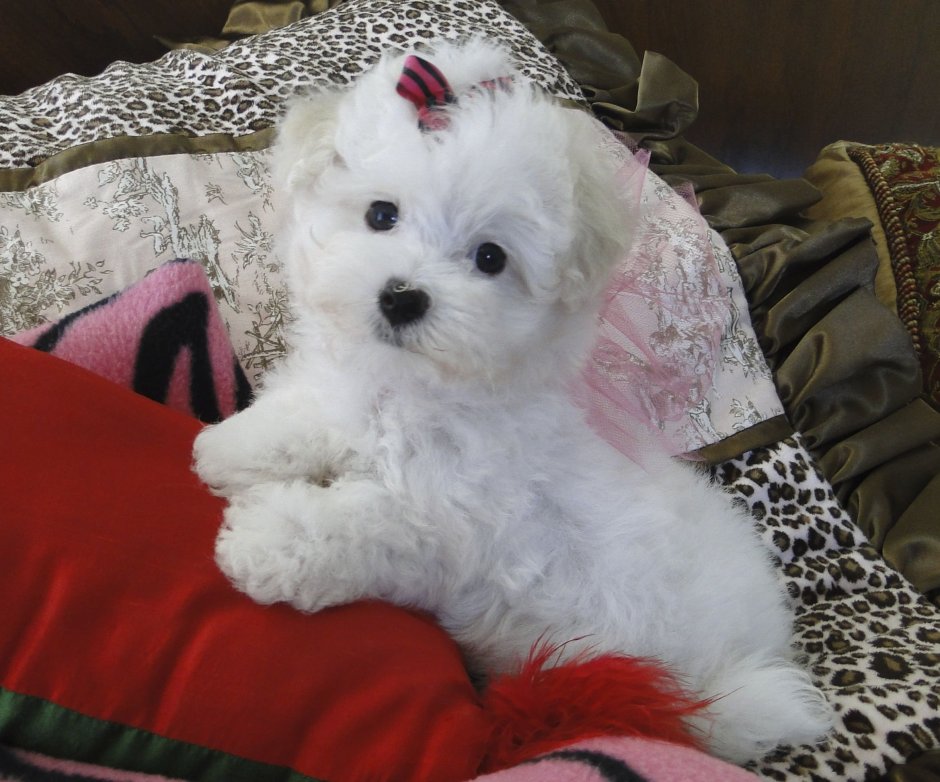 Мальтийская болонка