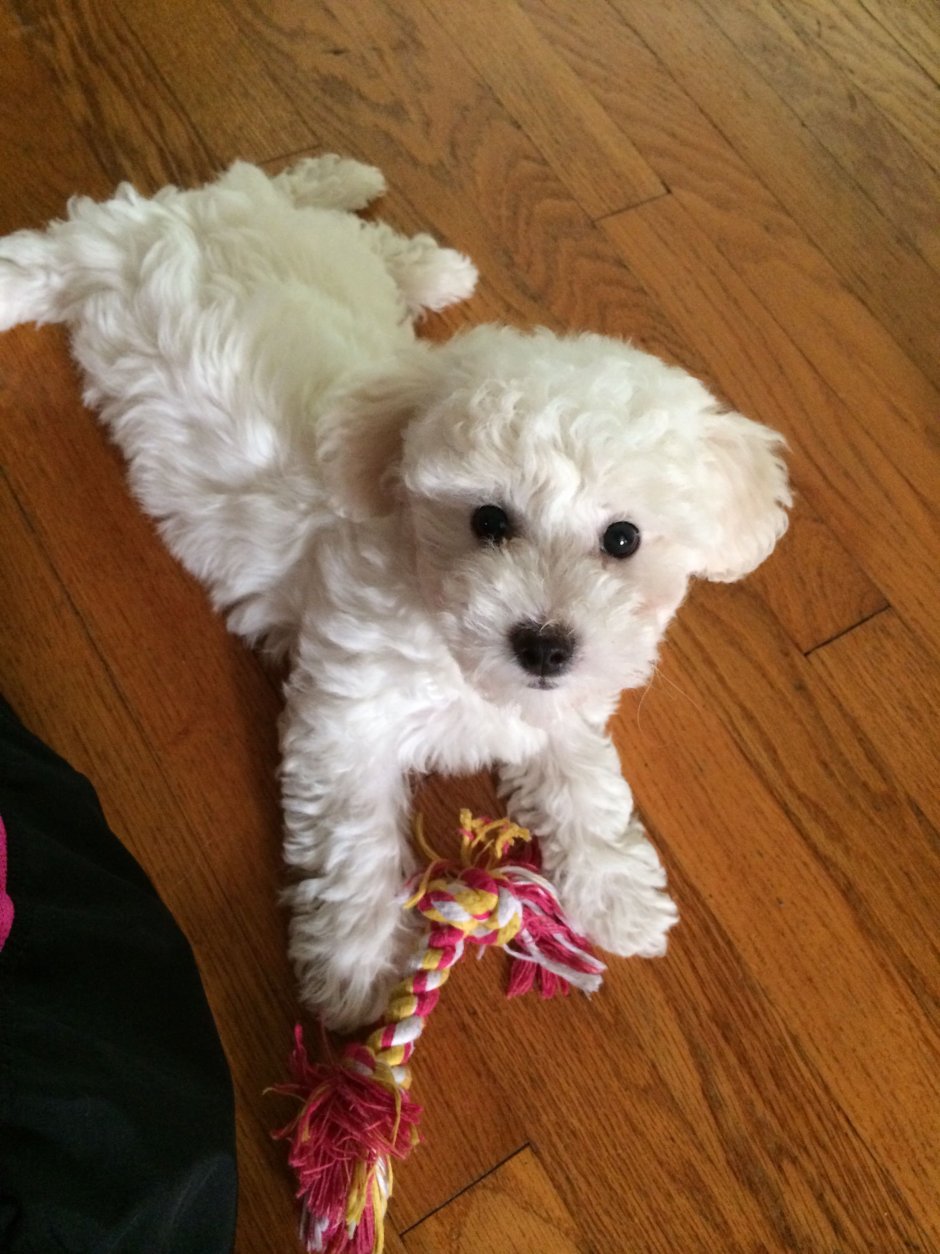 Бишон и мальтипу