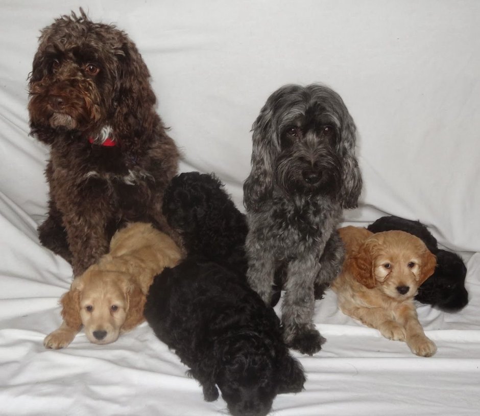 Болонка с пуделем коричневая