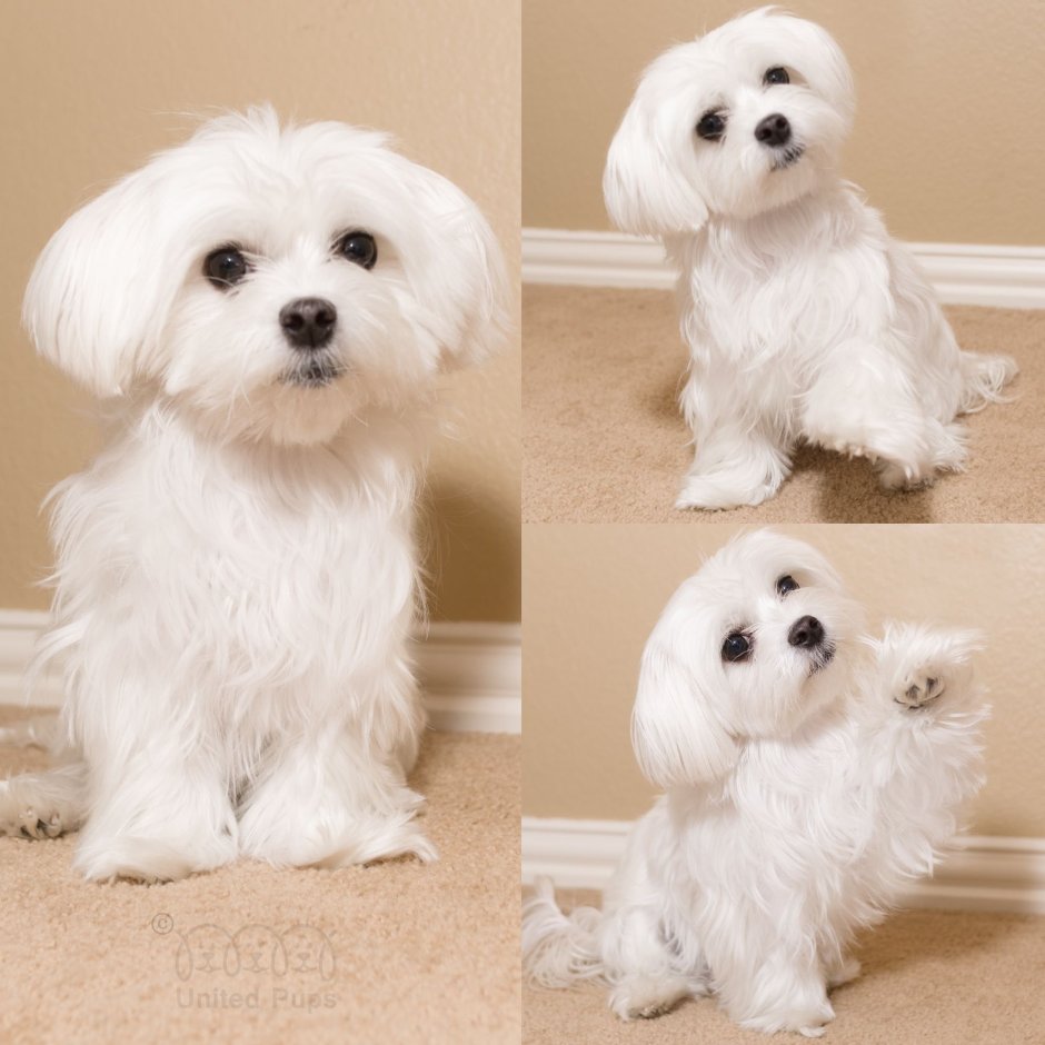 Бишон мальтезе и Бишон фризе