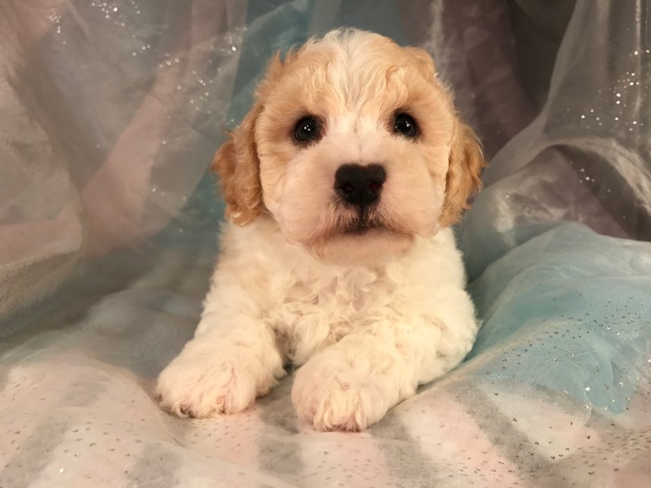 Болонка мальтипу