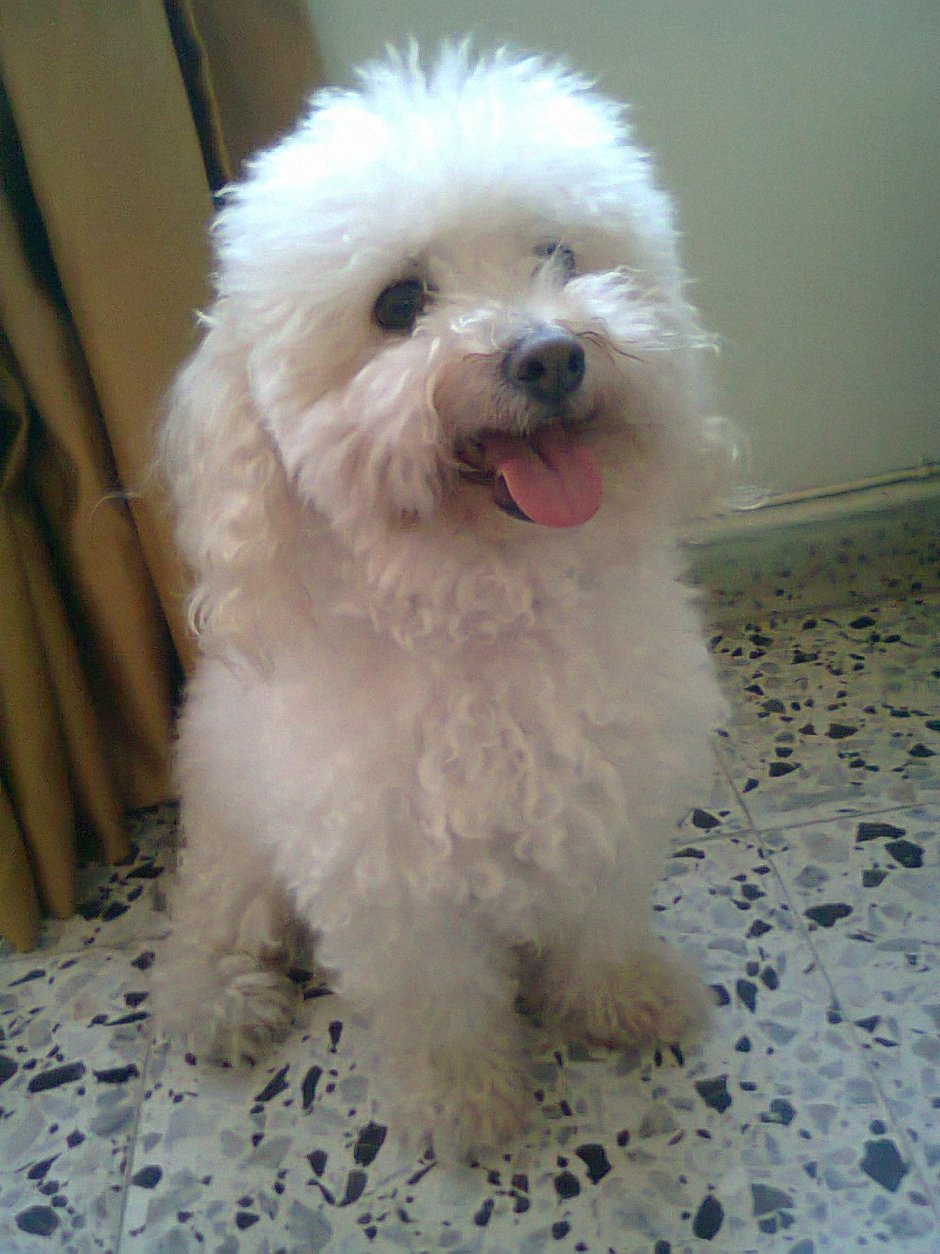 Пудель Бишон и мальтипу