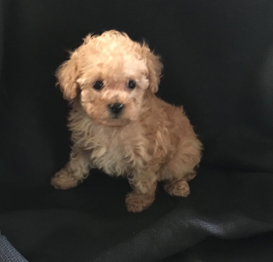 Мальтипу метис мальтезе и пуделя