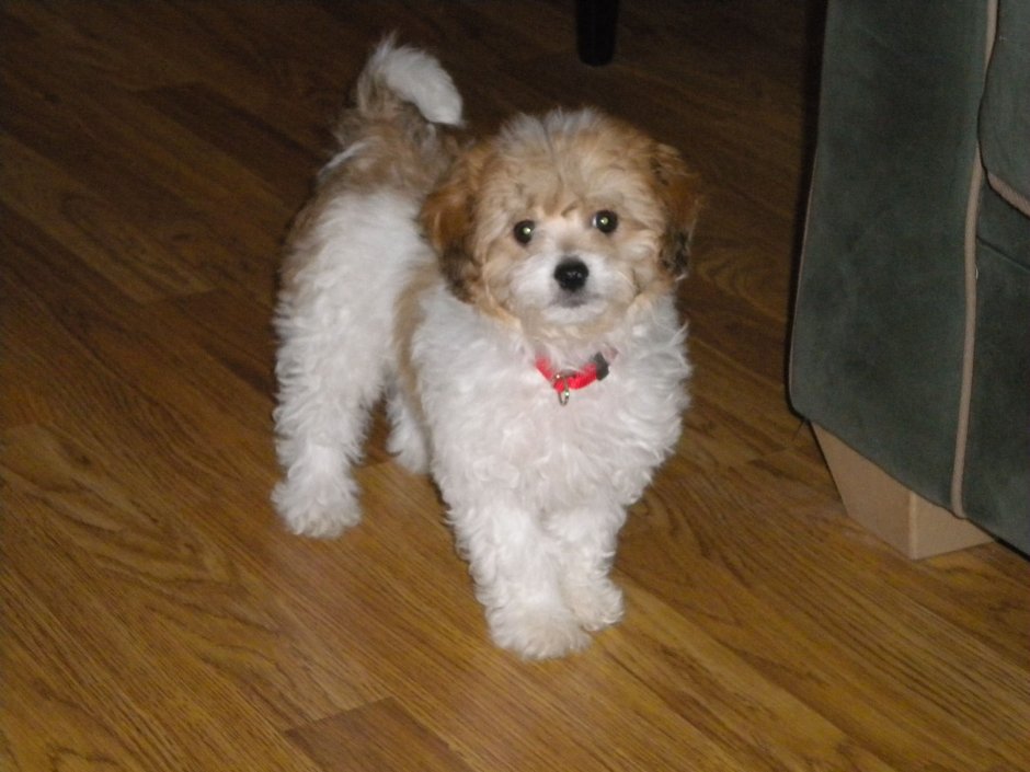 Мальтипу метис мальтезе и пуделя