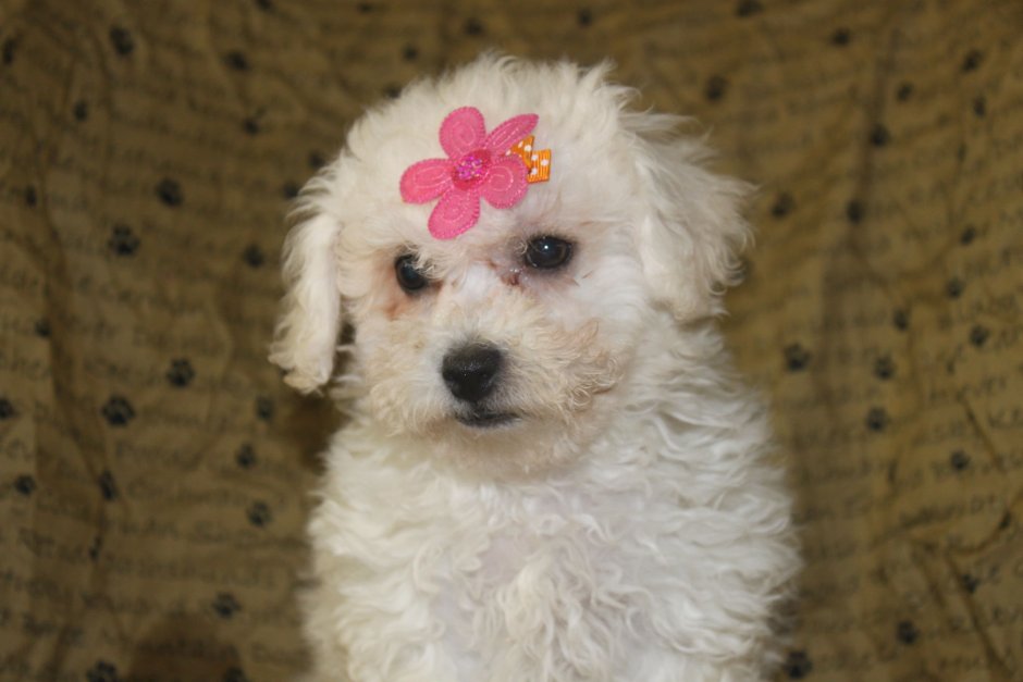 Помесь мальтийской Болонки и пуделя