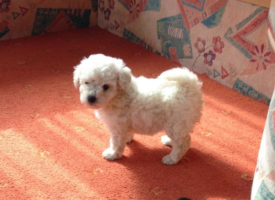 Болонка мальтипу