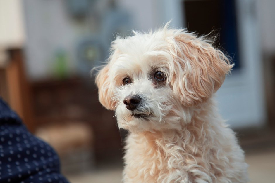 Мальтезе пудель мальтипу