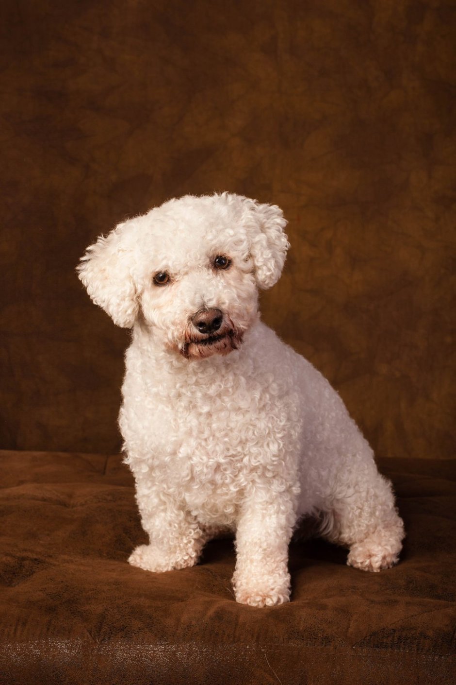 Мальтезе плюс пудель