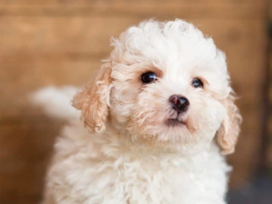 Шитцу + пудель породы собаки