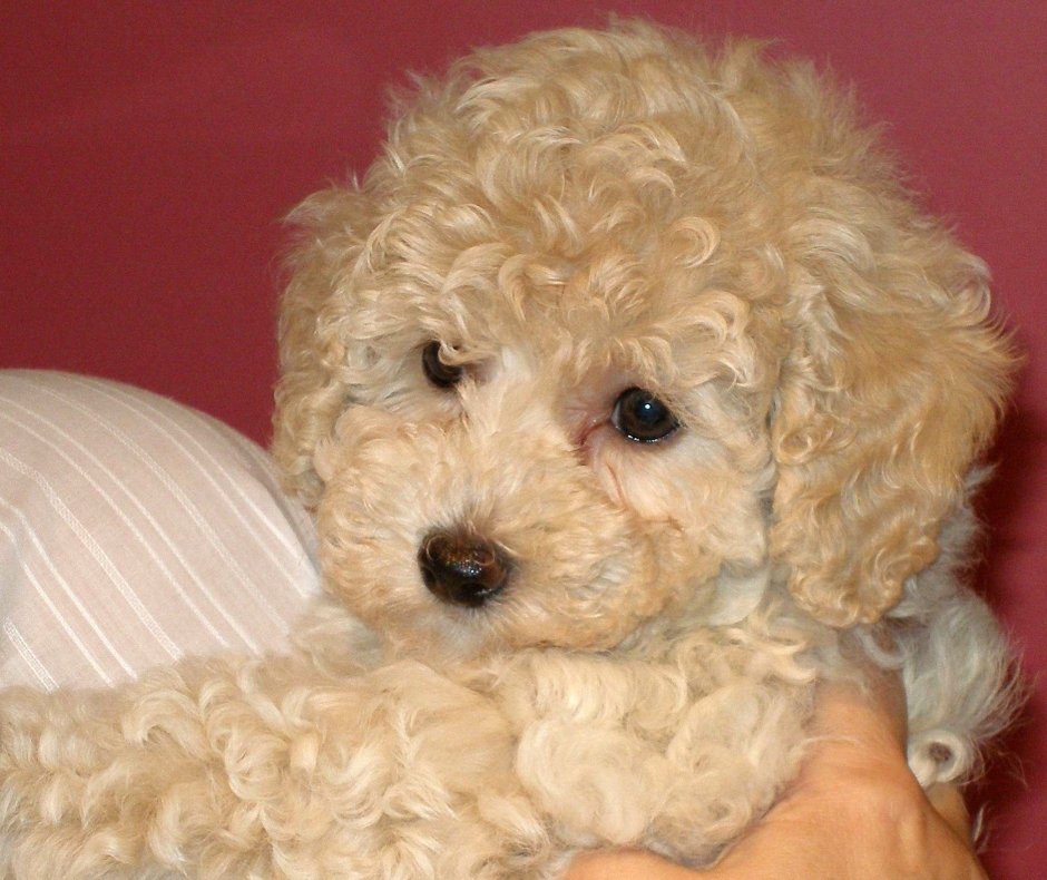 Пудель Бишон фризе